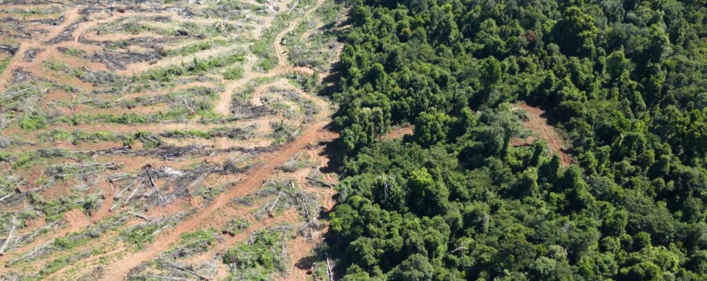 มแม่น้ำโขงแสดงการสูญเสียพื้นที่ป่าไม้ปี 2567 ในกัมพูชา ลาว เมียนมาร์ ไทย และเวียดนาม โดยเน้นสัดส่วนในพื้นที่คุ้มครอ