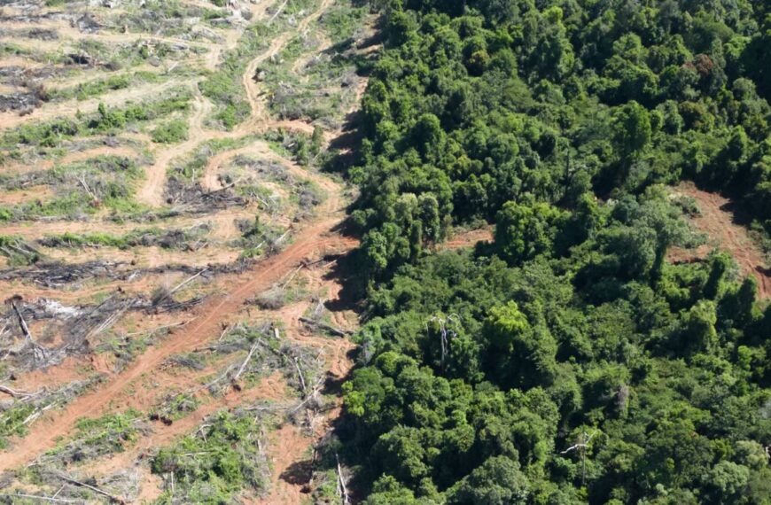 มแม่น้ำโขงแสดงการสูญเสียพื้นที่ป่าไม้ปี 2567 ในกัมพูชา ลาว เมียนมาร์ ไทย และเวียดนาม โดยเน้นสัดส่วนในพื้นที่คุ้มครอ